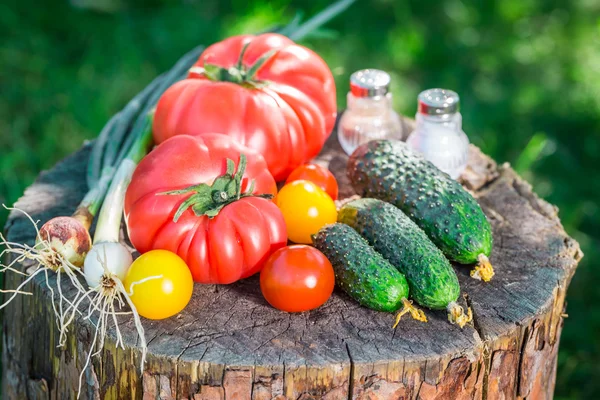 Mélange sain de légumes de serre — Photo