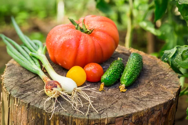Zelfgemaakte groenten in zonnige dag — Stockfoto