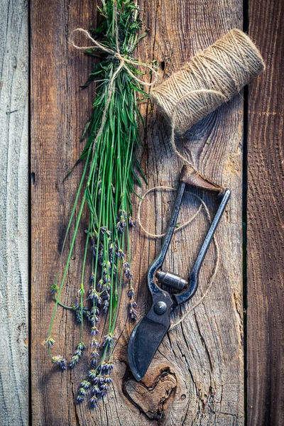 Fresh lavender before drying — Stock Photo, Image