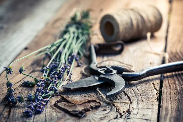 Fresh lavender on old wooden table — Stock Photo, Image