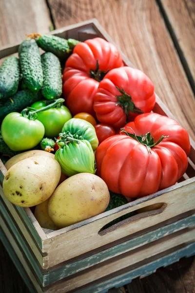 Mogen grönsaker i växthus — Stockfoto