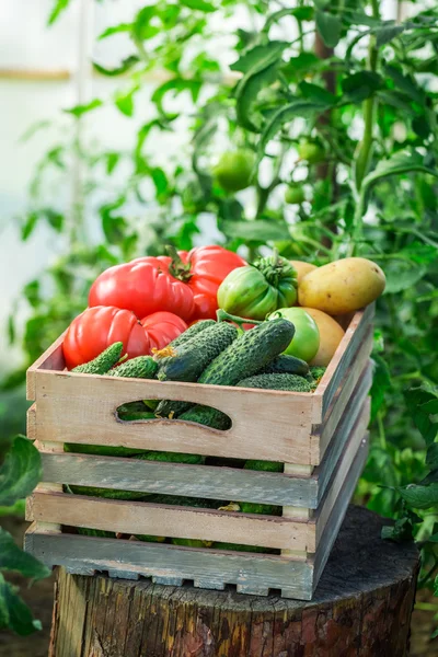 Свіжі помідори та огірки в дерев'яній коробці — стокове фото