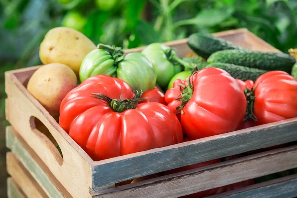 Різні помідори та огірки до продуктових магазинів — стокове фото