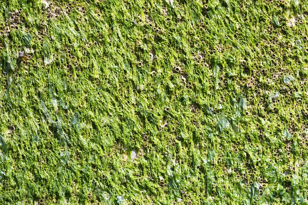 Wet seaweed on a metal surface — Stock Photo, Image