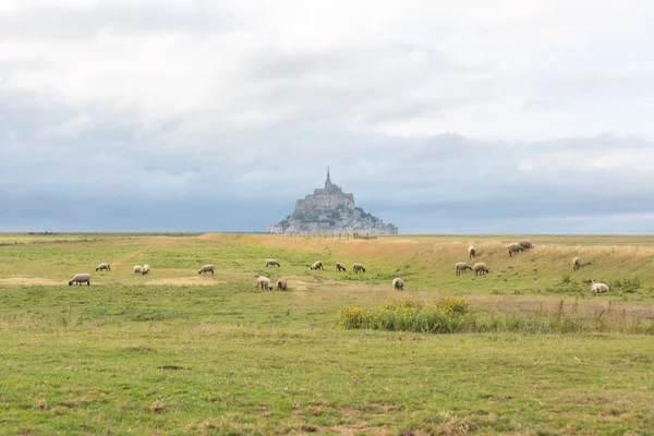 Mont Saint Michel do campo com ovelhas — Fotografia de Stock