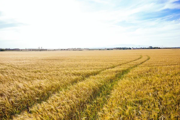 Пшеничное поле с тракторными следами под ярким небом — стоковое фото