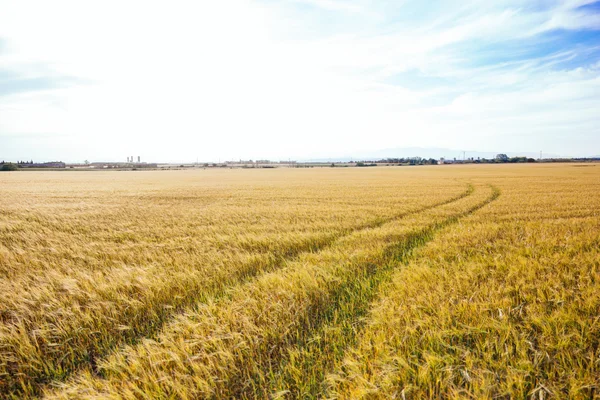 Wheat field with tractor tracks under bright sky — Stockfoto