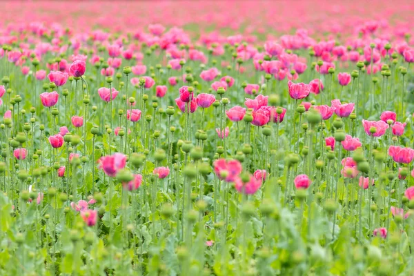 Sementes de papoula florescendo em um campo — Fotografia de Stock