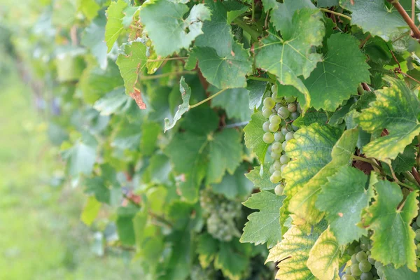 Érett szőlő a szőlő, Ausztria — Stock Fotó