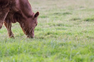 Çayır üzerinde otlatma bir inek