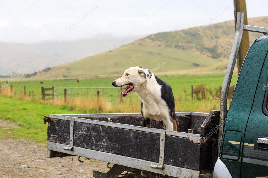 Sheepdog at the back of a pickup truck