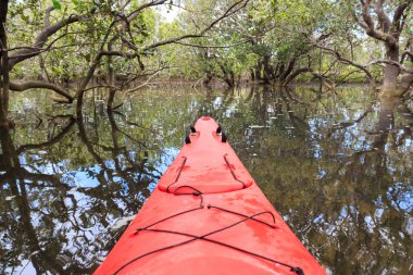 Mangrov orman Cayaking