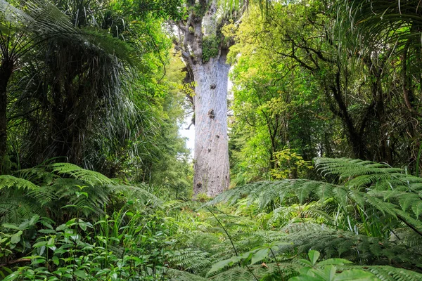 Tane Mahuta, ormanın efendisi