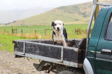 Sheepdog at the back of a pickup truck clipart