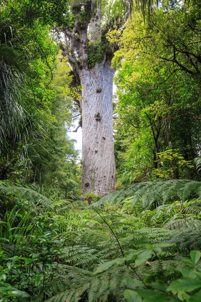 Tane Mahuta, lord of the forest — Stock Photo, Image