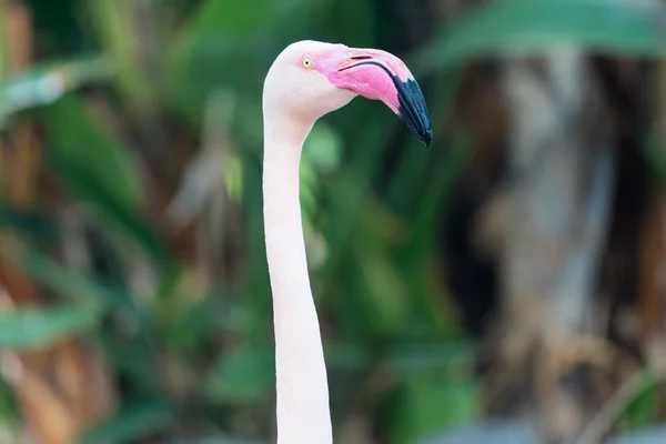 Шея, голова и клюв фламинго — стоковое фото