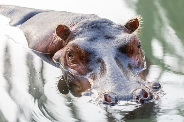 Retrato de hipopótamo en el agua — Foto de Stock