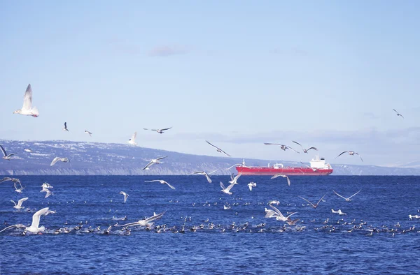 Röd tankfartyg med shore fåglar — Stockfoto