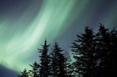 Alaskan Aurora ağaçları ile