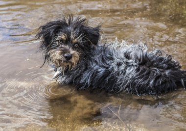 Islak köpek su birikintisi içinde