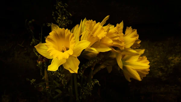 Jonquilles jaunes avec un fond sombre — Photo