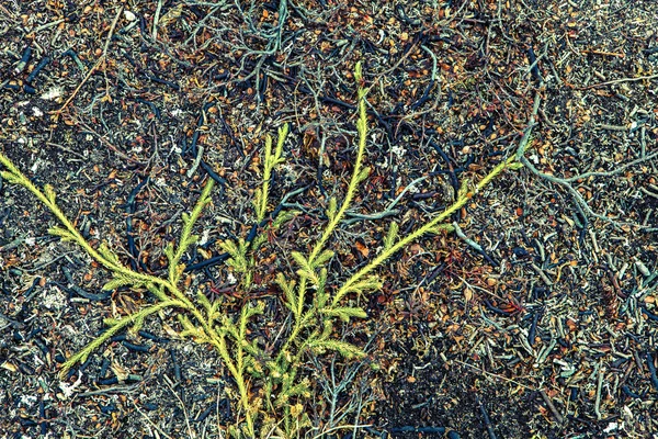 Клубный мох на голой земле — стоковое фото