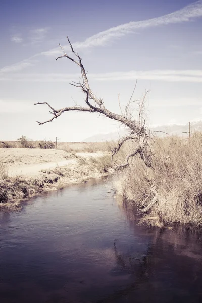 Árbol muerto cerca del agua — Foto de Stock