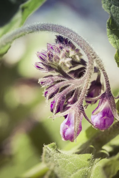 Swirl of Comfrey Close Up — Stock Photo, Image