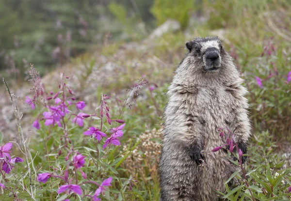 Marmot com flores — Fotografia de Stock