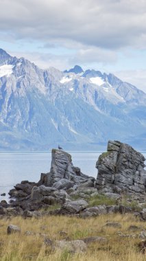 Kuş kurtarma Harbor yakınındaki bir kayanın üzerinde