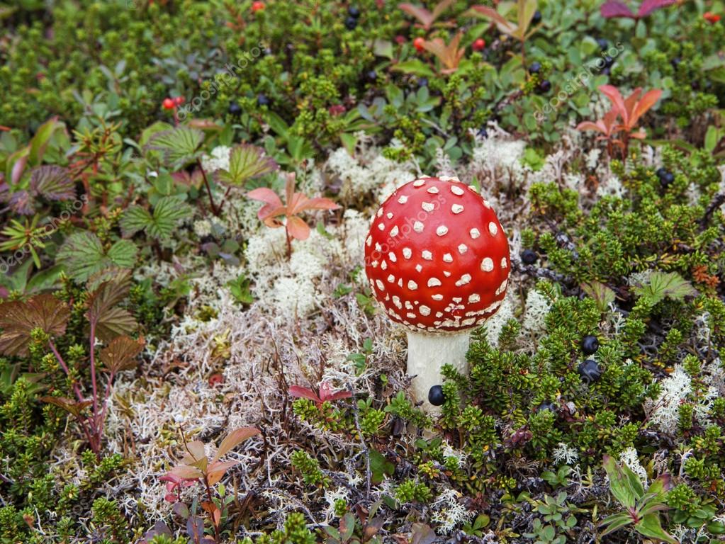 https://st2.depositphotos.com/1158328/12294/i/950/depositphotos_122940868-stock-photo-tundra-mushroom-in-summer.jpg