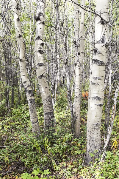 Aspen skog i slutet av sommaren — Stockfoto