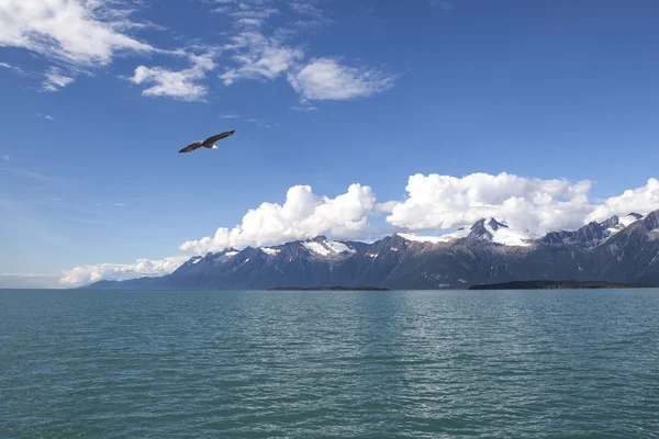 Pygargue à tête blanche dans le sud-est de l'Alaska — Photo