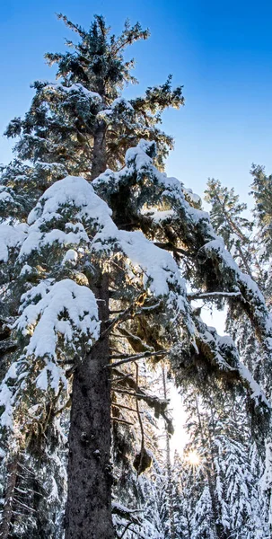 雪のある晴れた冬の日に アラスカ南東部の森の中で背の高い古い成長トウヒ — ストック写真