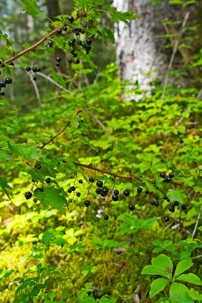 Dojrzałe Czarne Porzeczki Naturalnym Lesie Południowo Wschodniej Alasce — Zdjęcie stockowe