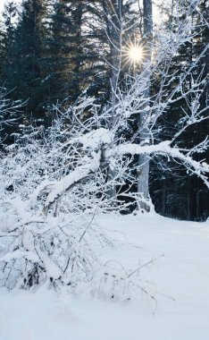 Karlı bir ormanda ağaçların arasında güneş doğuyor..