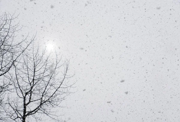 Spadający Śnieg Słońcem Świecącym Przez Chmury Gołymi Gałęziami Drewna Bawełnianego — Zdjęcie stockowe