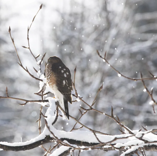 Sharp Shinned Hawk Tree Branch Winter Light Snow Falling — Stock Photo, Image