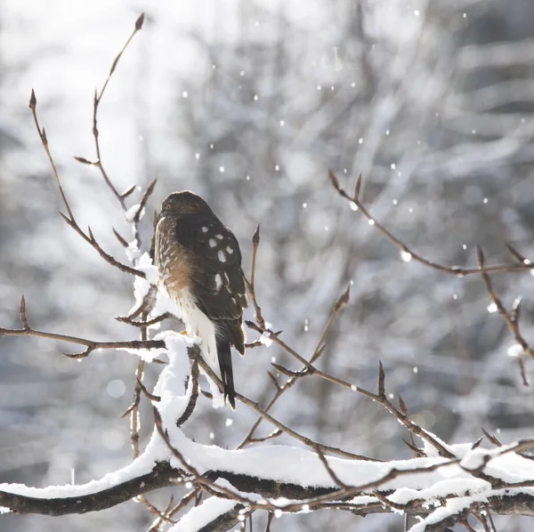 Skarp Hök Trädgren Vintern Med Lätt Snö Som Faller — Stockfoto