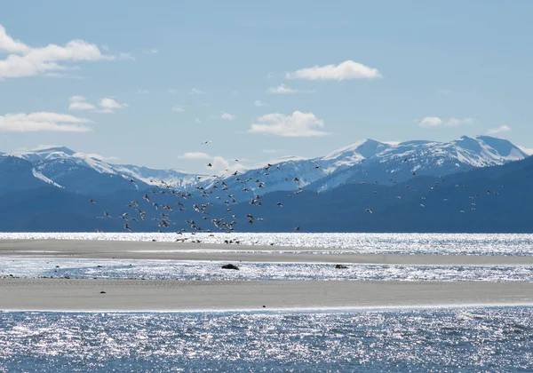 Shorebirds Voando Uma Praia Alasca Dia Ensolarado Com Montanhas Fundo — Fotografia de Stock