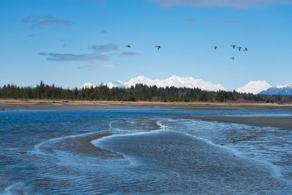 Patos Volando Sobre Río Salmón Cerca Gustavus Sudeste Alaska Día — Foto de Stock