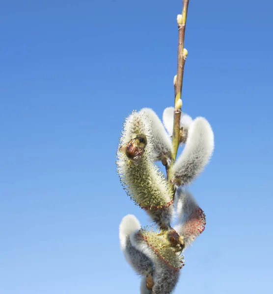 Abejas Polinizando Las Cuevas Sauce Contra Cielo Azul Primavera Alaska — Foto de Stock