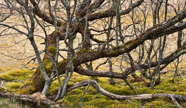 Vridna Grenar Utan Blad Bildar Intressanta Mönster — Stockfoto