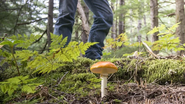 蘑菇猎人与 Amanita muscaria — 图库照片