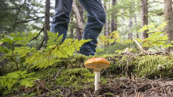 Chasseur de champignons avec Amanita muscaria — Photo