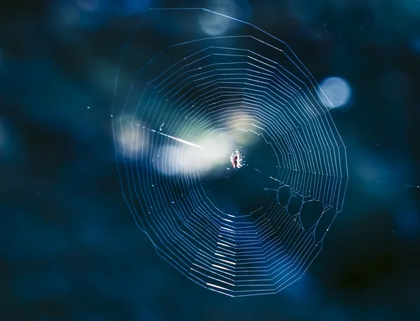 Küçük minik örümcek — Stok fotoğraf