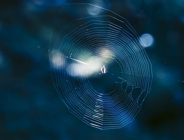 Itsy bitsy spider — Stockfoto