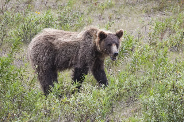 Blady grizzly — Zdjęcie stockowe