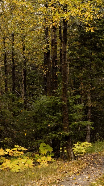 Sentier des bois d'automne — Photo
