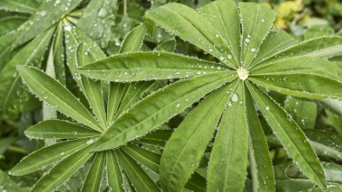 lupine üzerinde yağmur damlaları